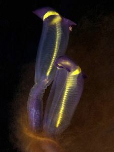 Tunicates, Kurnell by Doug Anderson 